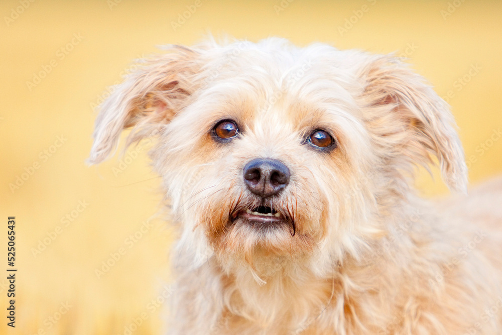 portrait of small dog showing its teeth in front of beige background 
