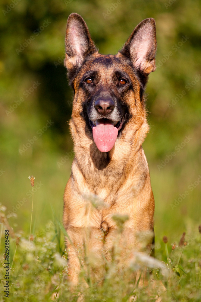 german shepherd portrait with tongue out and in front of green natural background