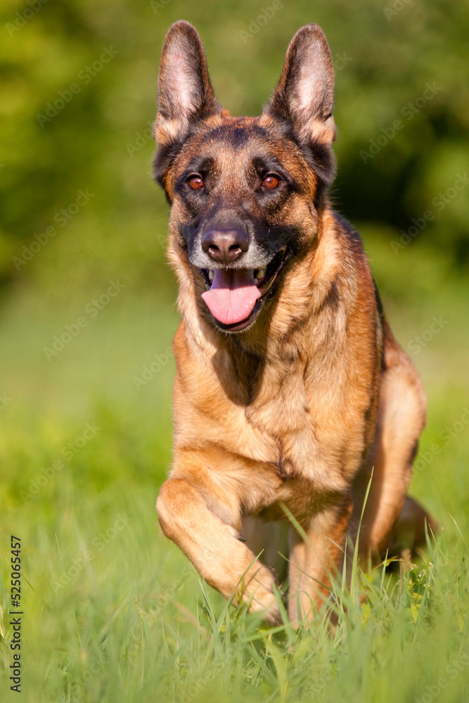 german shepherd running through grass german shepherd running through grass