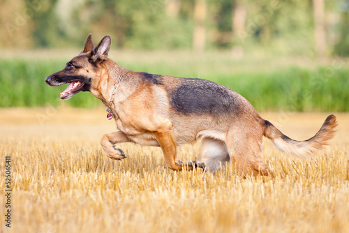 german shepherd running sideways through stubble field with corn field in background © stepko