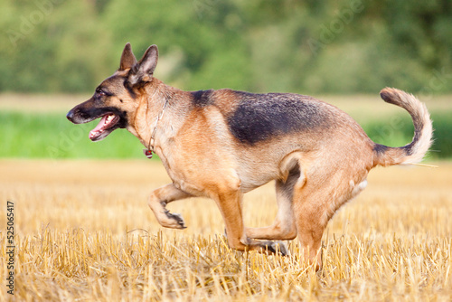 german shepherd running sideways through stubble field with corn field in background