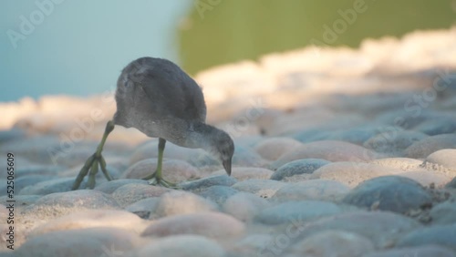 Bird walking around near pond on a summer day photo