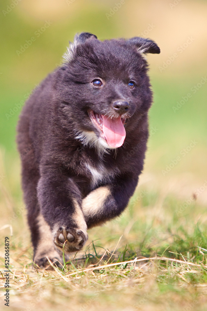 icelandic sheepdog puppy running through grass with tongue out