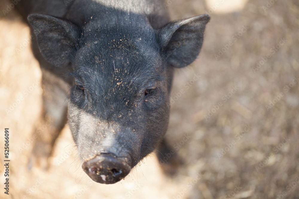 Fototapeta premium Black pig close up on the farm