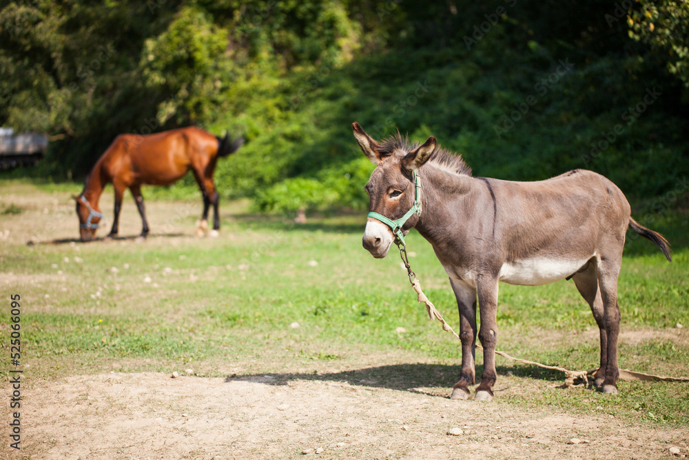 Donkey on a farm grazing in a meadow. Animal portrait Donkey on a farm grazing in a meadow. Animal portrait