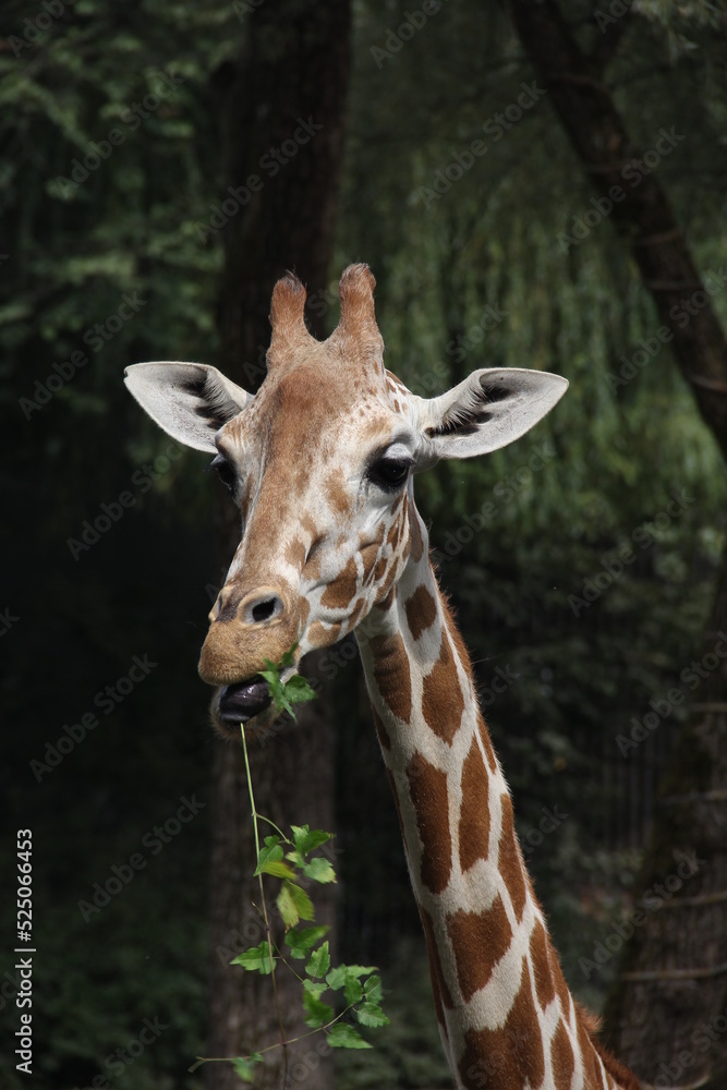 Cute little giraffe