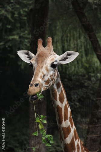 Cute little giraffe © Sandra