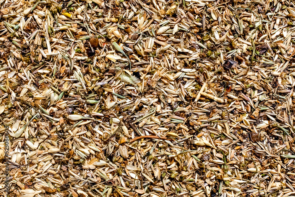 Processed grain of wheat, grain processing products background. Agriculture concept Processed grain of wheat, grain processing products background. Agriculture concept