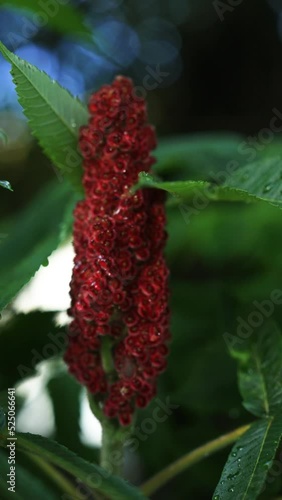 Beautiful red flover from an mustard tree and raindrops on them in slow motion photo