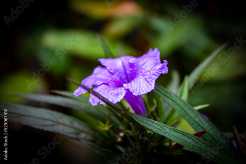 close up selective focus of mexican petunia or Ruellia simplex or Mexican bluebell or Britton's wild petunia or purple flower or purple kencana flower with blurred green plant background photo