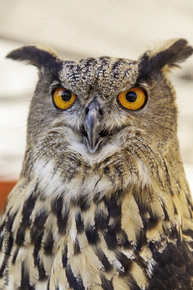 Wild eagle owl in nature Wild eagle owl in nature