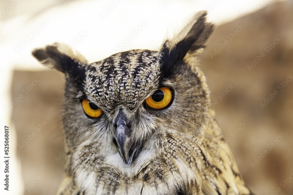 Fototapeta premium Wild eagle owl in nature