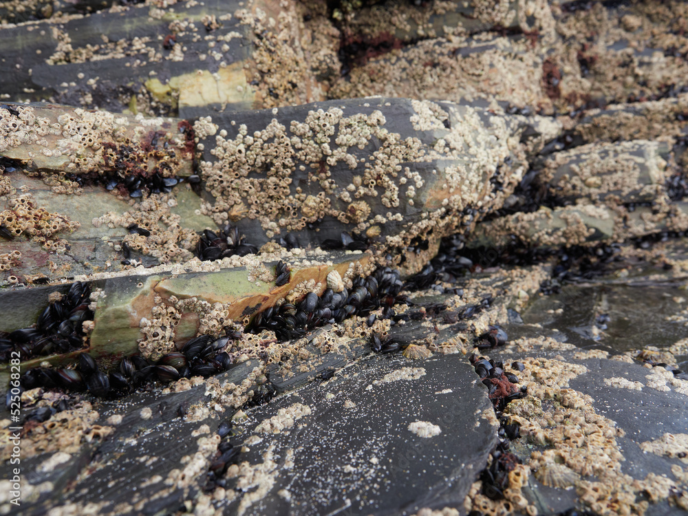 Obraz premium Rocas en el mar Cantabrico