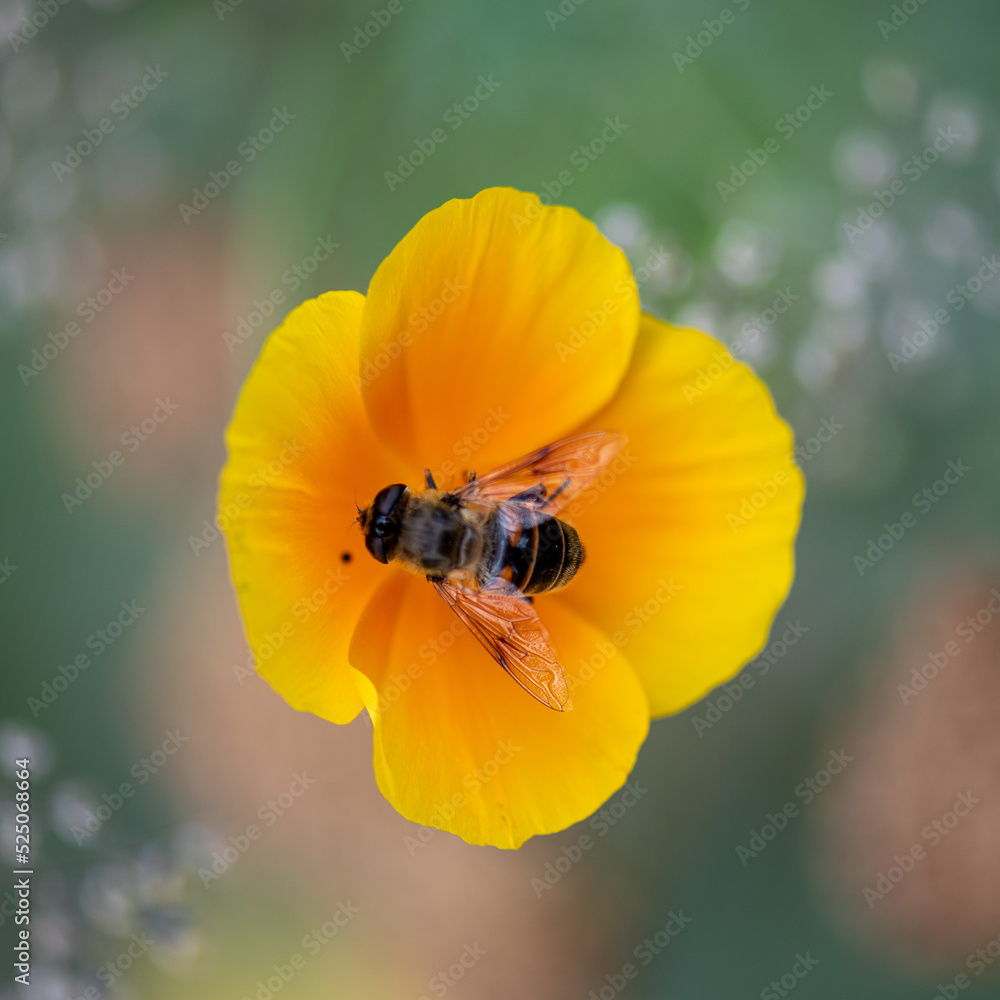 Eristalis similis, European species of hoverfly, collecting pollen from the yellow flowered .Eschscholzia californica Eristalis similis, European species of hoverfly, collecting pollen from the yellow flowered .Eschscholzia californica