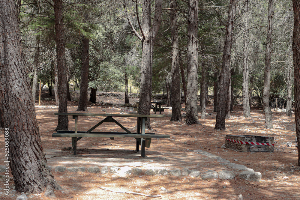 picknick area with tables and barbecues on the mountain among pine trees picknick area with tables and barbecues on the mountain among pine trees