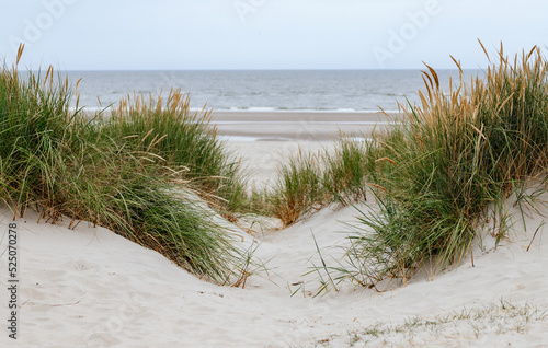 Fototapeta Naklejka Na Ścianę i Meble -  sand dunes and grass on the beach