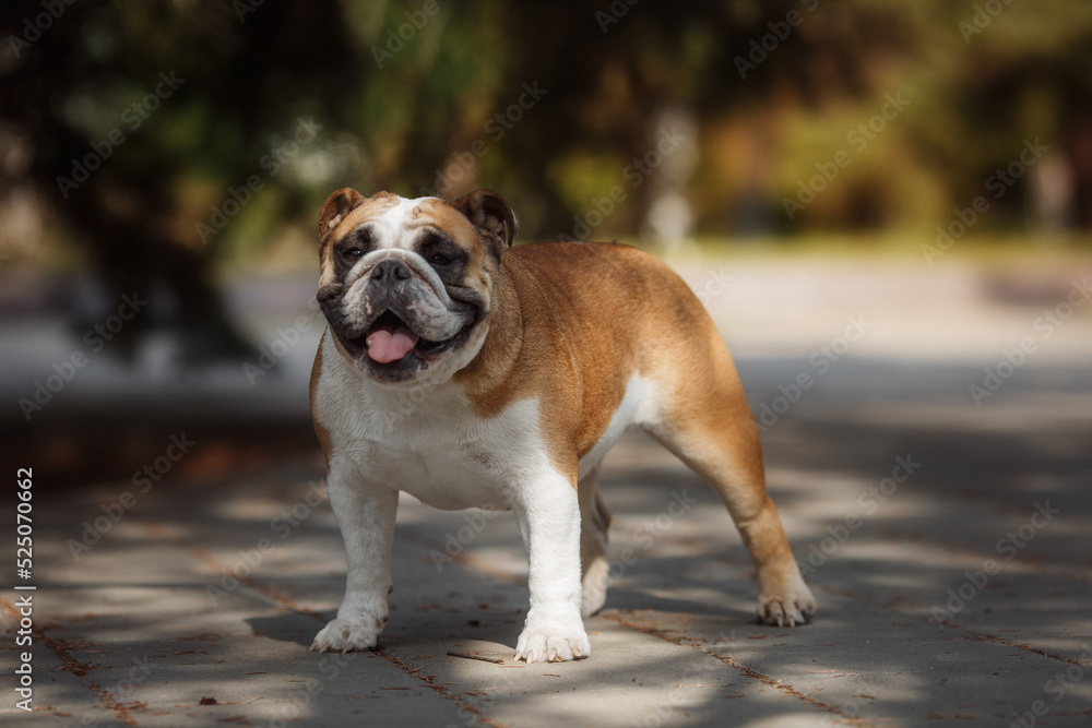 english bulldog portrait in a park in nature english bulldog portrait in a park in nature