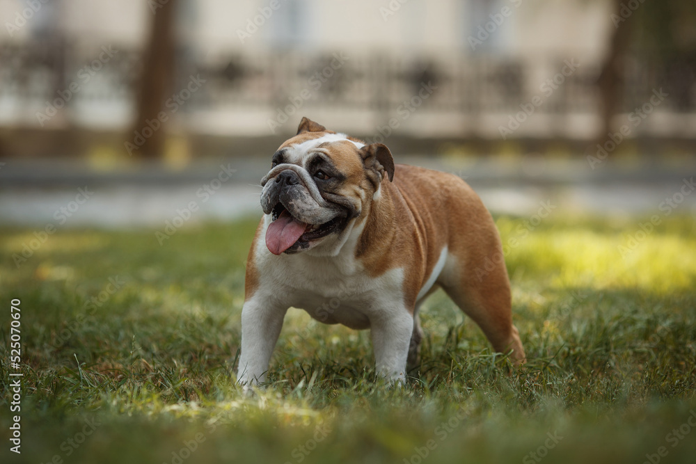 english bulldog portrait in a park in nature english bulldog portrait in a park in nature