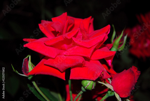 A macro picture of a beautiful red rose on black night background 