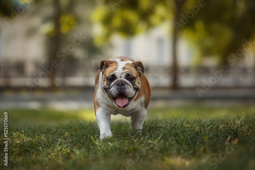english bulldog portrait in a park in nature