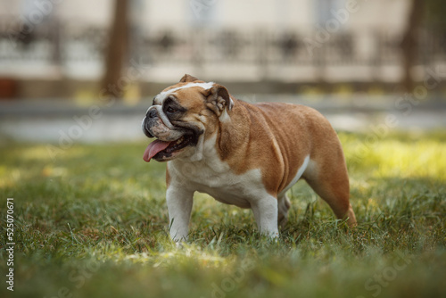 Fototapeta Naklejka Na Ścianę i Meble -  english bulldog portrait in a park in nature