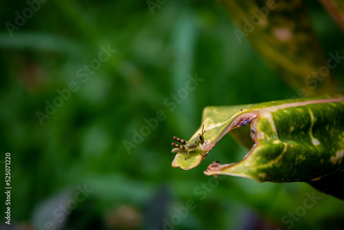 micro selective focus of a small grasshopper on a leaf with a blurry background of leaves