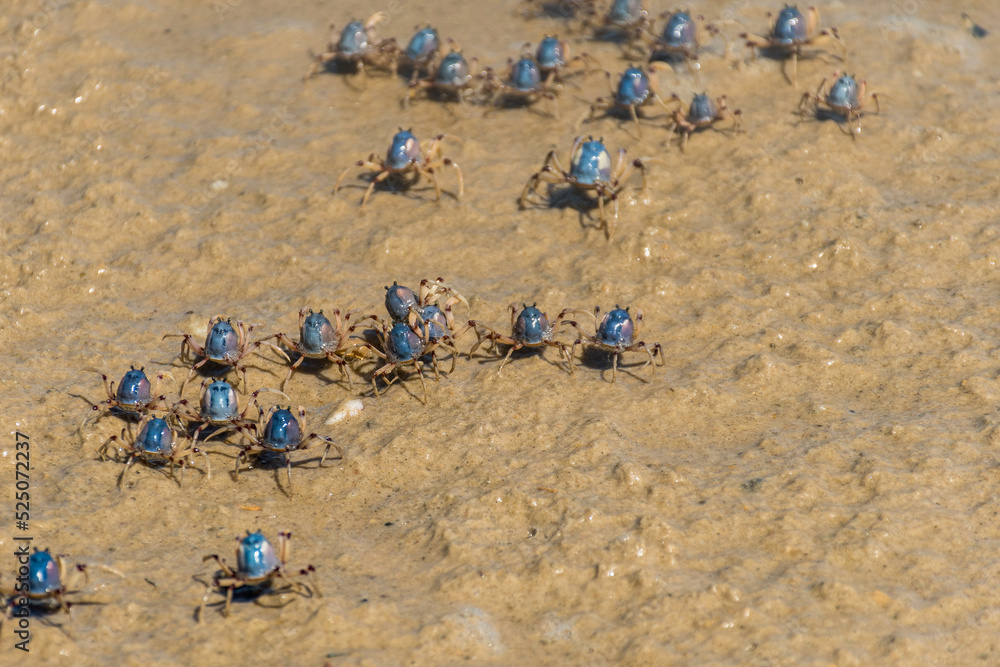 Blue soldier crabs army traverse the beach at low tide in Queensland, Australia. Mictyris longicarpus on sandy ocean beach Blue soldier crabs army traverse the beach at low tide in Queensland, Australia. Mictyris longicarpus on sandy ocean beach
