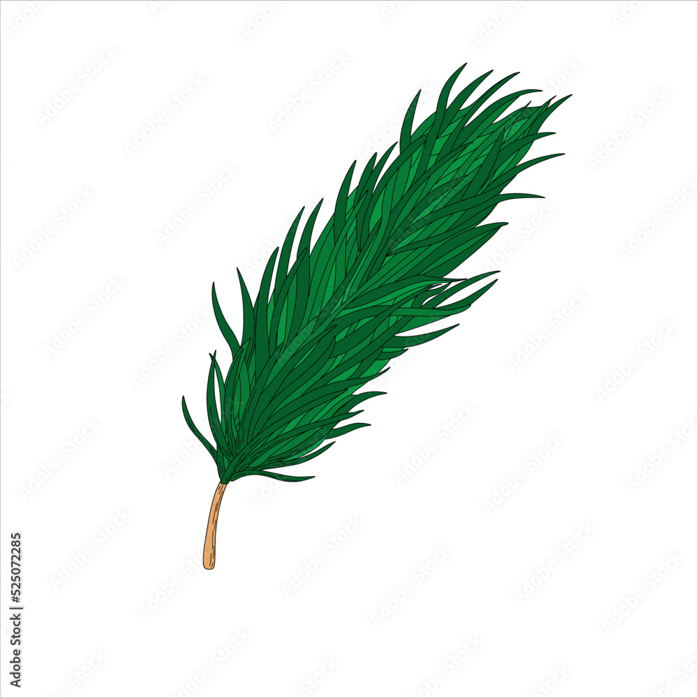 Vector Branch with Evergreen Needle-like Leaves. Vector Illustration. Spruce branch. Vector Branch with Evergreen Needle-like Leaves. Vector Illustration. Spruce branch.