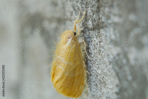 Beautiful little yellow butterfly perched on the wall (Eurema andersoni, Anderson Grass Yellow) Thai butterfly photo