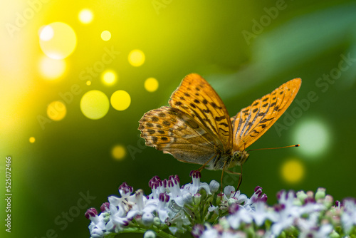 butterfly on flower