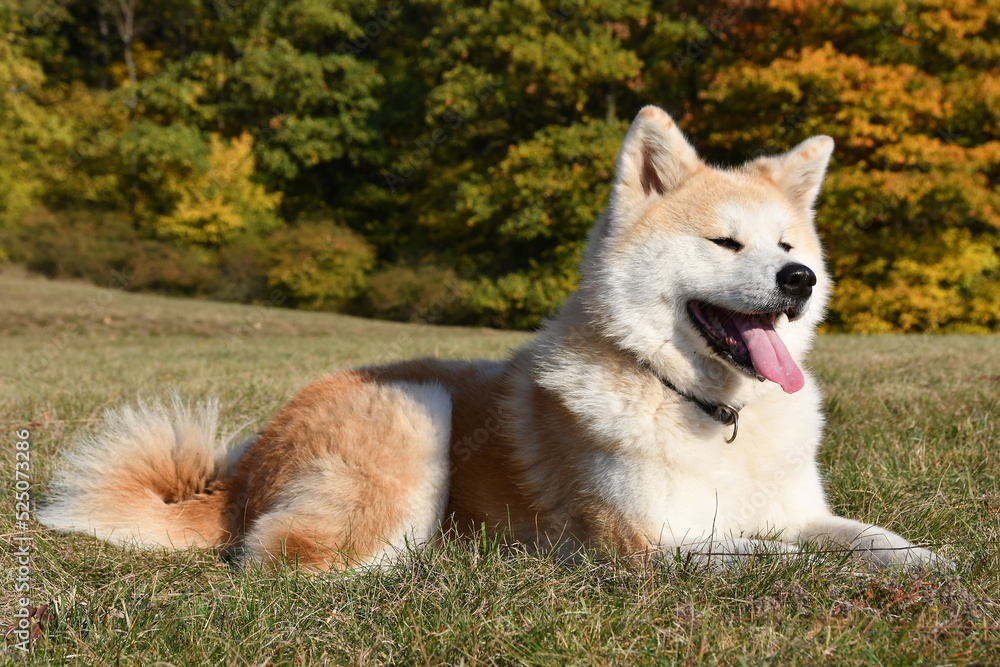  Akita-inu