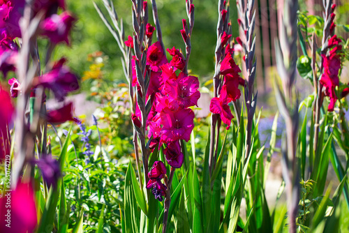 Gladiolus blossoms in garden. Purple Gladiolus flowers growing in August.