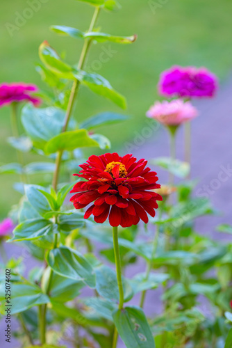 Zinnias growing in garden. Summer garden.
