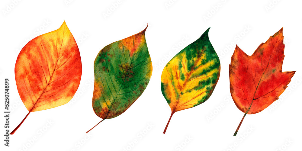 Obraz premium Autumn leaves set. Watercolor illustration isolated on white background.