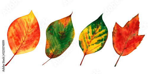 Autumn leaves set. Watercolor illustration isolated on white background.