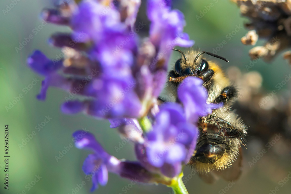 kleine Hummel auf einem blühenden Lavendel kleine Hummel auf einem blühenden Lavendel