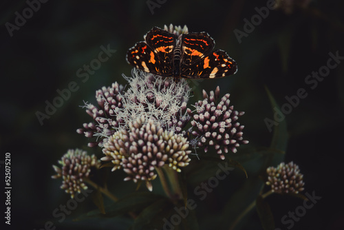 butterfly on flower
