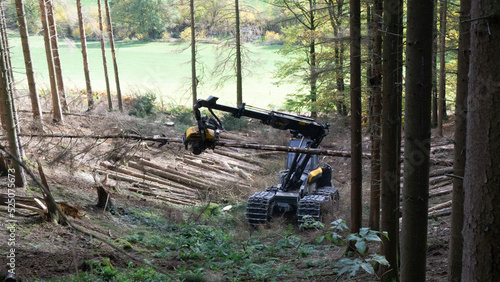 Eindämmung des Waldsterbens im Klimawandel