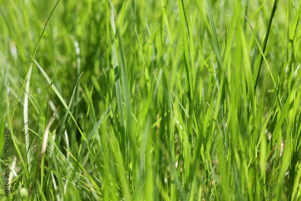 Green blurred background. Green grass as a background. Defocused green background. Green grass. Green blurred background. Green grass as a background. Defocused green background. Green grass.