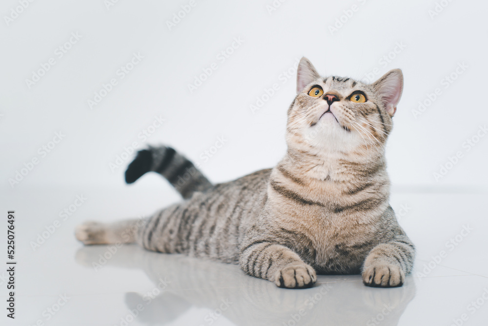 Obraz premium Cute tabby cat lies facing the camera.