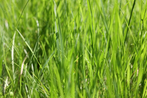 Green blurred background. Green grass as a background. Defocused green background. Green grass.