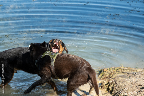 Chiens, libellules, oiseaux et autres insectes