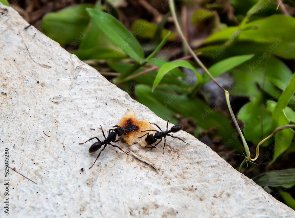 selective focus two black worker ants are fighting over food or working together to take food to the nest in the yard or garden from inside the house selective focus two black worker ants are fighting over food or working together to take food to the nest in the yard or garden from inside the house