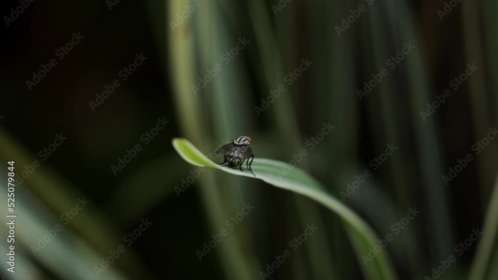 a fly perch on a lily bamboo leaf, deep focus blurry background a fly perch on a lily bamboo leaf, deep focus blurry background