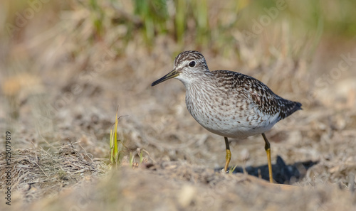 Wood Sandpiper - Tringa glareola - in spring on the migration way