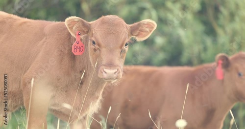 Two young brown cows stare into the camera. photo
