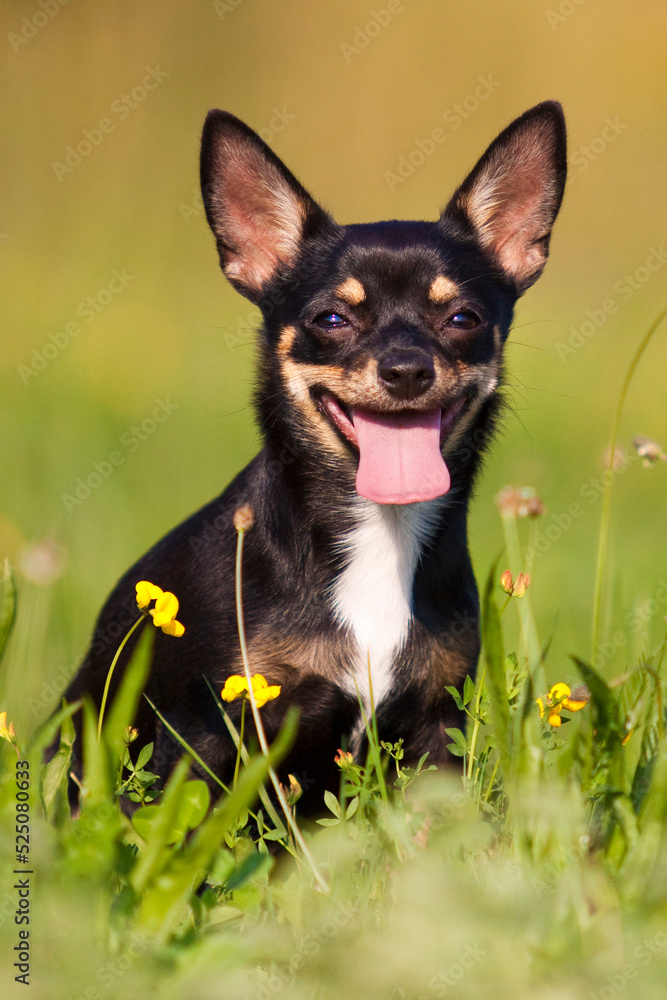 smiling chihuahua portrait with tongue out
