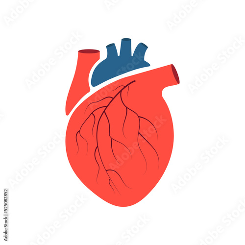 A human heart with aorta and veins.