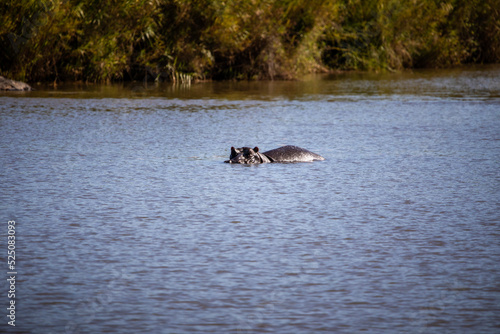 Hippopotamus enjoying the lake and river of the African savannah, this amphibious animal is very dangerous and territorial being observed by safaris.