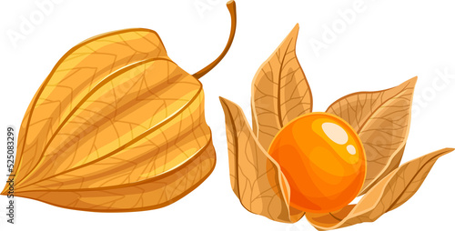 Фотография Physalis fruit isolate cape gooseberry exotic food